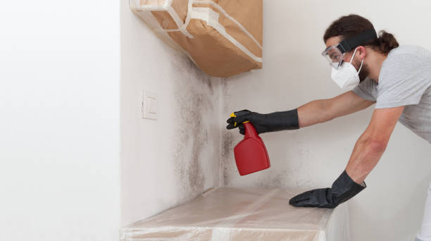 Professional Basement Mold Remediation technician working in Whiteford, MD
